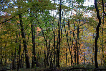 autumn in the forest