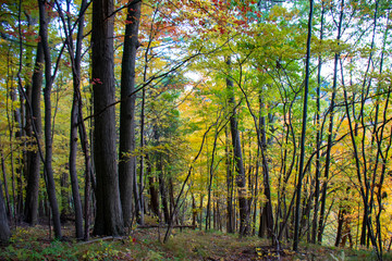 forest in autumn