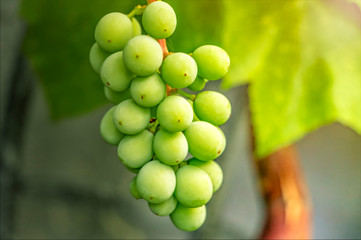 Harvest fresh organic grape