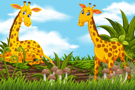 Cute giraffes in jungle scene