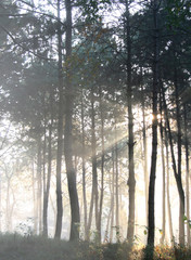 sun light flair in the forest