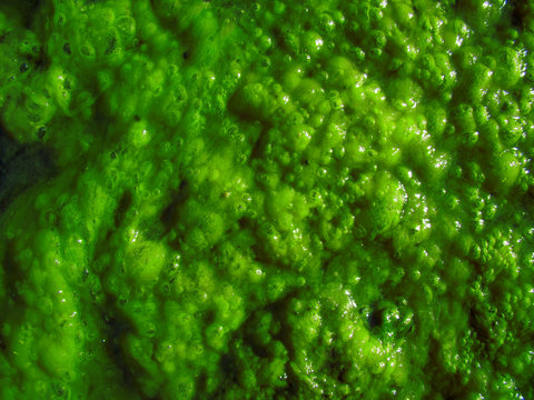 Bright green algae for the background. Water, air bubbles. Sun glare.