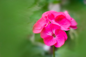 Floral Background