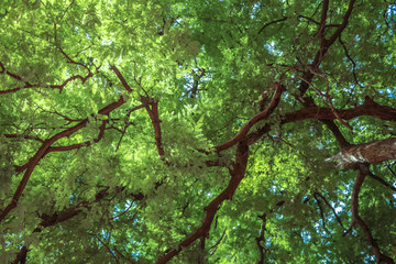 tree in forest