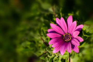 Obraz premium Floral Background