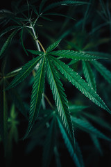 Fototapeta na wymiar cannabis on a Black background