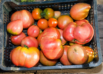 Fresh tomatoes in a black plastic box