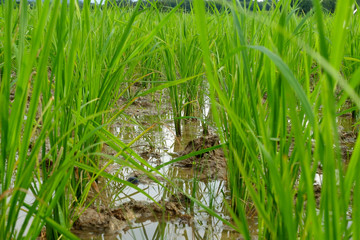 rice sprout ready to growing in the rice field