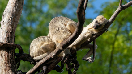 three dozing monkeys on a liana tree