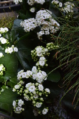 AVRIOUS FLOWERS, FERNS AND CACTI