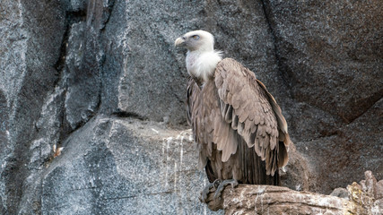 watching eagle sitting on a rock	