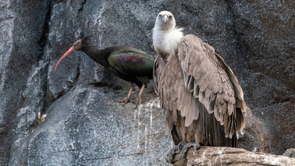 watching eagle with another bird in the background sitting on a rock