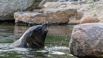Naklejka premium a seal comes out of the water