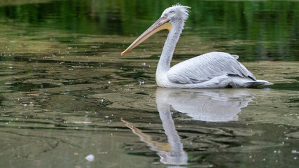 white pelican swimming on a lake with a perfect reflection