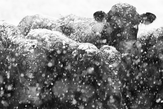 Cows In The Snow