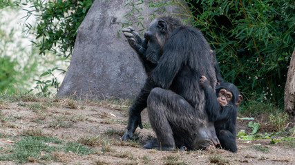 gorilla with child
