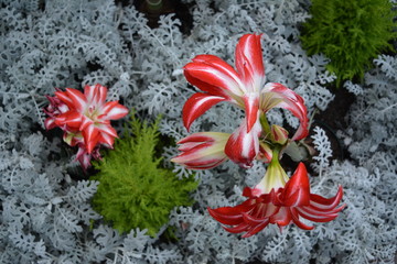 AVRIOUS FLOWERS, FERNS AND CACTI