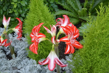 AVRIOUS FLOWERS, FERNS AND CACTI