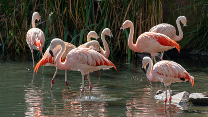 Fototapeta na wymiar many standing colorful flamingos in a lake looking around