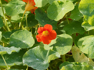 Tropaeolum majus or Garden nasturtium or Indian cress, flashing flower with beautiful contrast...