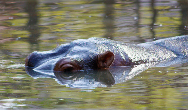 A hippopotamus immersed in water because of the great heat.