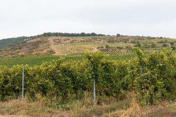 Naklejka premium Vineyard in Romania