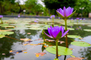 purple lotus flower