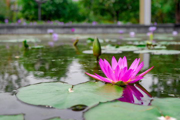 Pink lotus flower