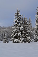 spruce in the forest