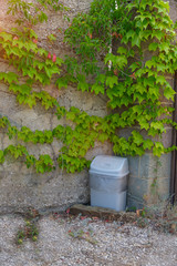 Trash bin is standing near the wall. The wall is covered with green leaves.