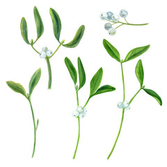 Mistletoe, watercolor botanical illustration, hand-drawn. Mistletoe bouquet isolated on white background. For your projects, invitations, cards, patterns, banners, posters and more.