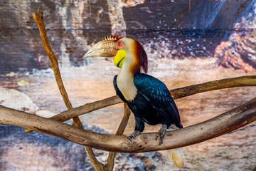 Wreathed hornbill bird