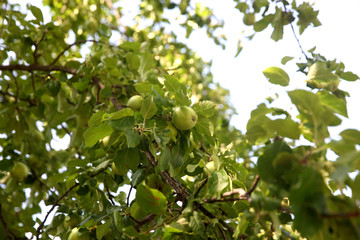 Green apples on a branch ready to be harvested 