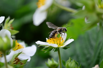 bee on strawberries