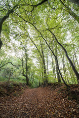 Autumn in the forest
