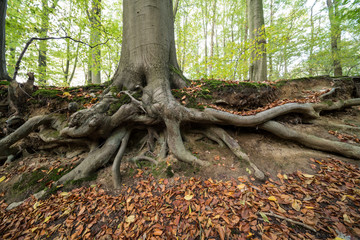 Autumn in the forest