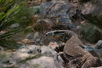 goanna in bush