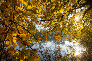 bright yellow autumn leaves with sun rays, fall wallpaper