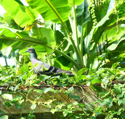 Pigeon standing on wall with banana tree and green bush in background, Dove bird at park	