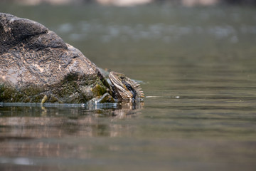 lizard in the water