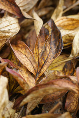 Background of dried autumn peonies leaves