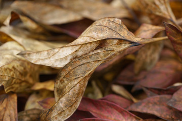Background of dried autumn peonies leaves