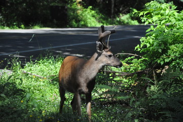 Deer Near the Road
