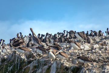 Pelicans on the Ballestas Islands (Peru)