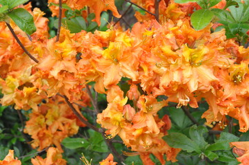 Orange Azalea