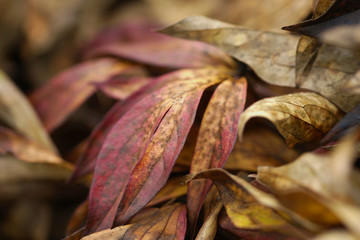 Background of dried autumn peonies leaves