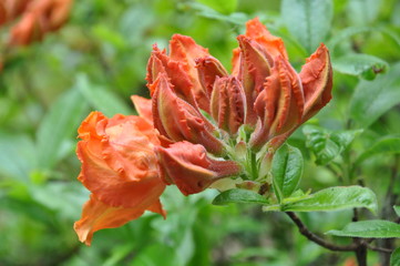 Budding Orange Azalea