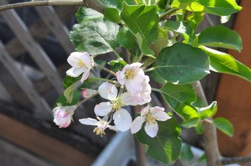 Apple Tree Blooms