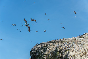 Pelicans in the sky on the Ballestas Islands (National Reserve Paracas, Peru)