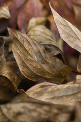 Background of dried autumn peonies leaves
